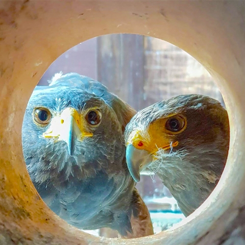Birds of Prey Experiences at Holdenby House in Northamptonshire Birds of Prey Experiences at Holdenby House in Northamptonshire